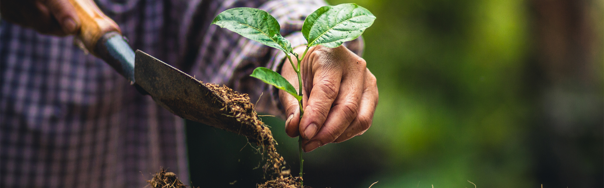 ¿Qué es el Súper Humus?… y cómo ayuda a mis plantas y cultivos