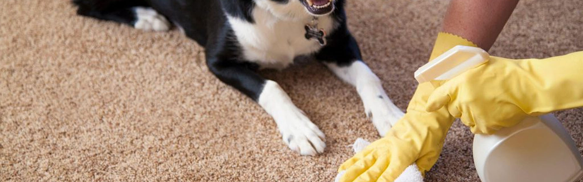 Hogares Felices y Saludables: Guía de Limpieza y Desinfección en Áreas de Mascotas